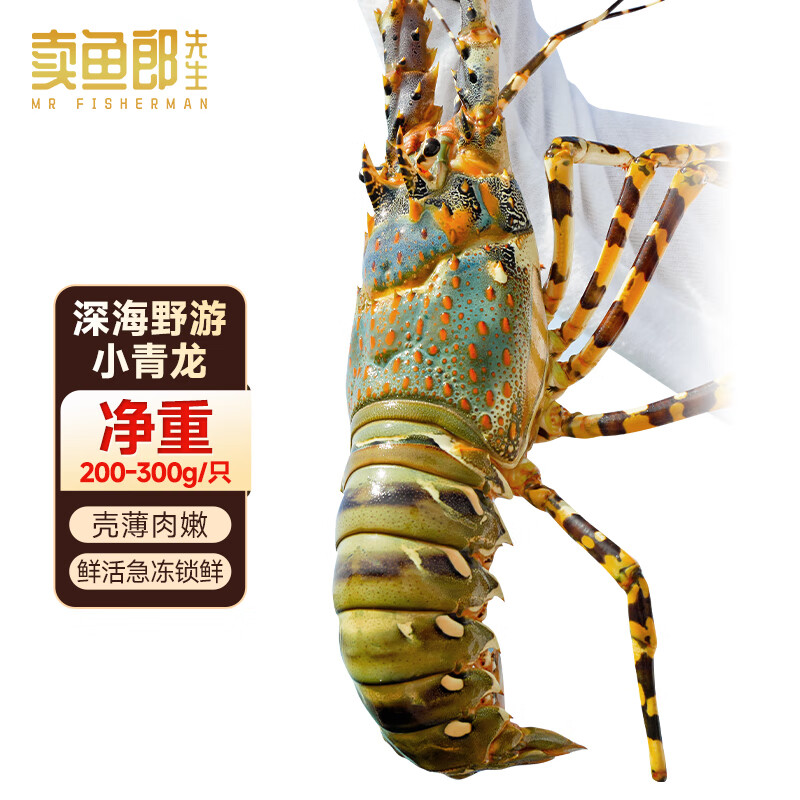 賣魚郎先生 印尼活凍小青龍蝦200-300g/只 超大龍蝦 花龍海鮮水產(chǎn)生鮮 蝦類