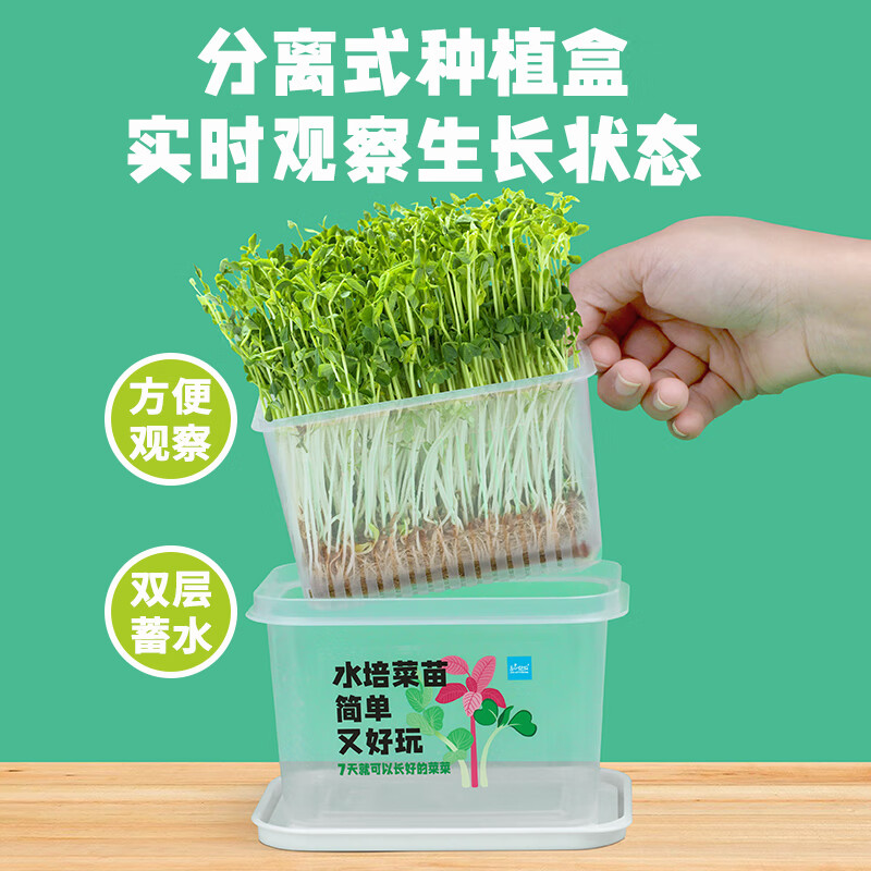 匠心绽放水培菜种植套装儿童种植小盆栽幼儿园DIY植物根系观察豌豆10114