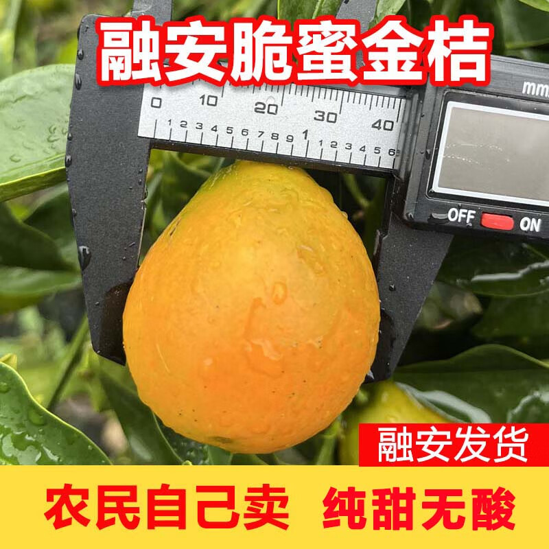 第三代广西融安脆蜜金桔当季新鲜水果金柑送礼一级果金橘5斤箱装 3斤 中大果约25-30颗/斤彩箱装