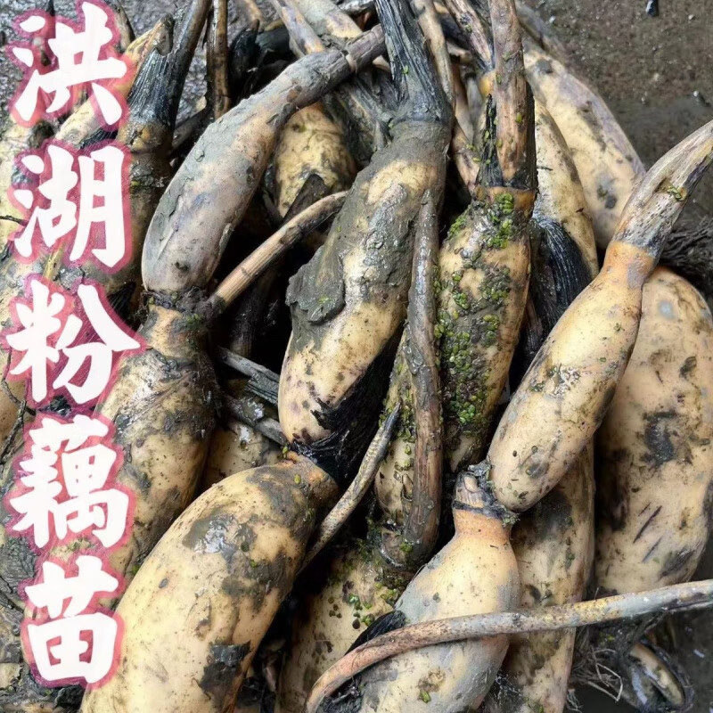 粉藕蓮藕種苗洪湖粉藕苗高產(chǎn)食用藕種盆栽缸桶池塘水田深淺水種植 洪湖粉藕苗50顆【純種一代苗帶芽