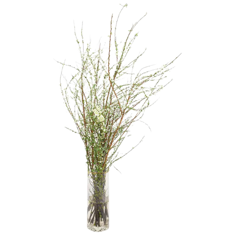 ڲа֦ѩ֦ˮˮֲڵֲԿľ괺 60cm*20֧74.01Ԫ3(24.67Ԫ/)