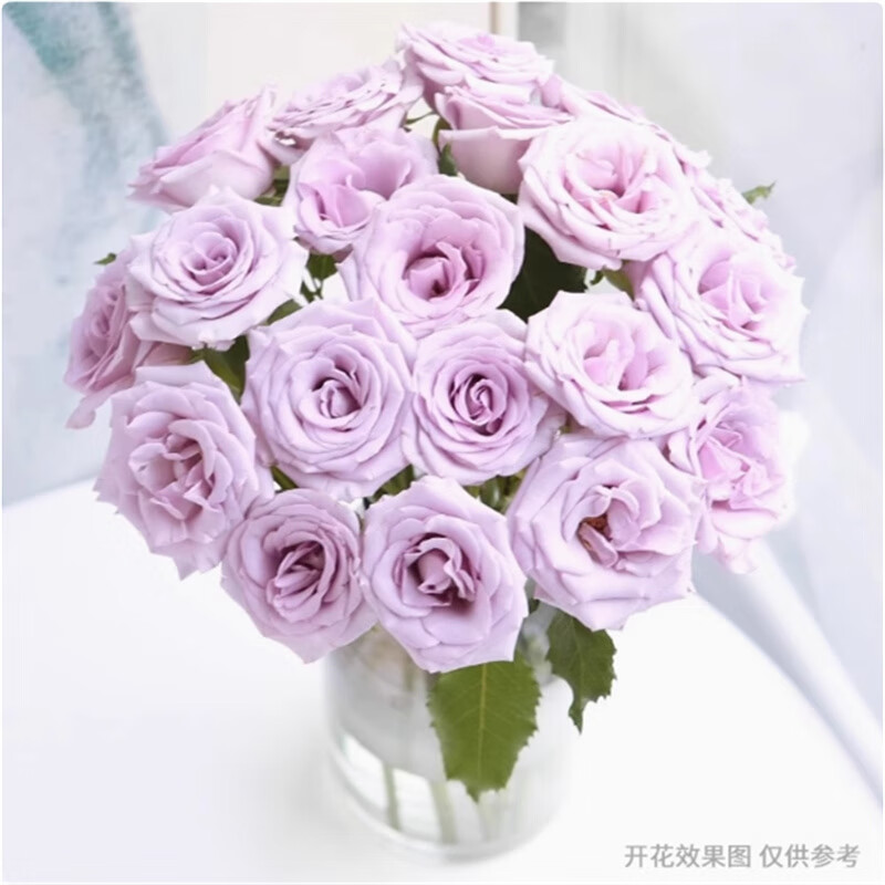 正宗云南玫瑰月季花苗鮮活四季開花大花耐寒陽臺庭院花卉鮮花小苗 紫霞仙子花苗5棵