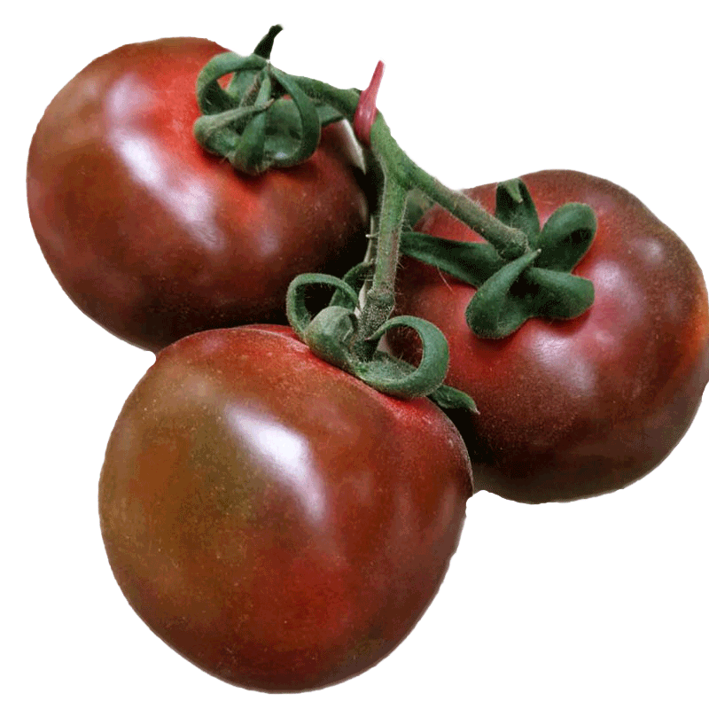 種菜記黑番茄種子基地用種蔬菜籽孑無(wú)限生長(cháng)圣女果四季栽培特色純黑柿子 黑美人番茄20粒