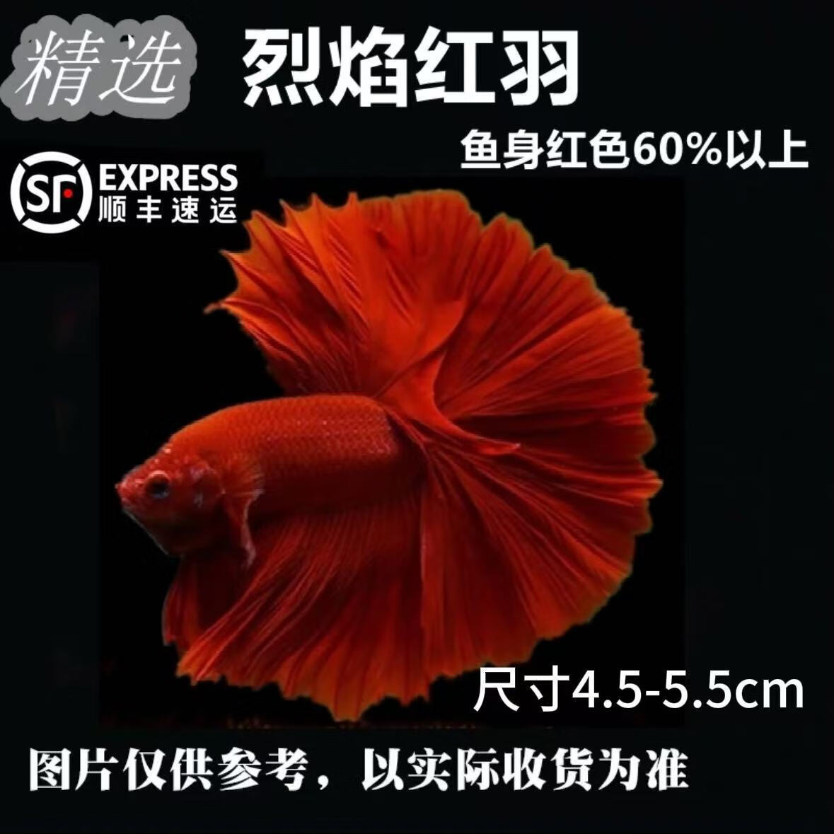【順豐包郵】泰國斗魚觀賞魚寵物好養(yǎng)耐活活體熱帶淡水半月婚紗 【順豐快遞】紅色玫瑰