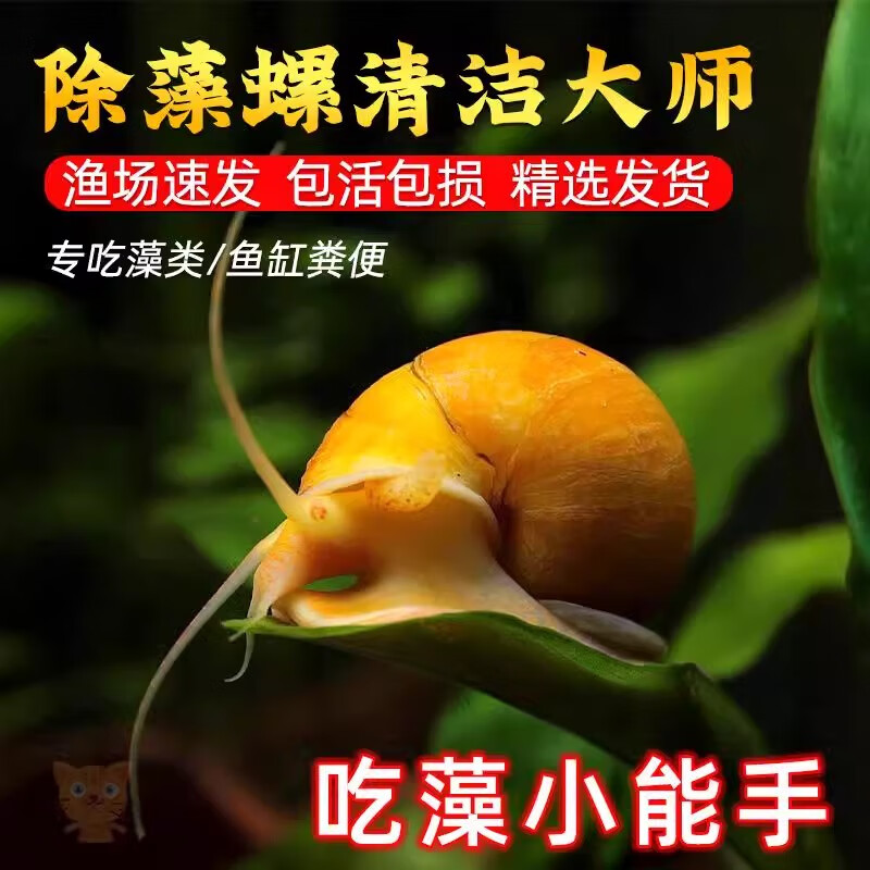 黄金蚬专吃鱼屎粪便鱼缸观赏清洁工具螺净化水质冷水观赏黄金河蚌 除藻黄金螺1.5-2.5厘米3颗送1颗