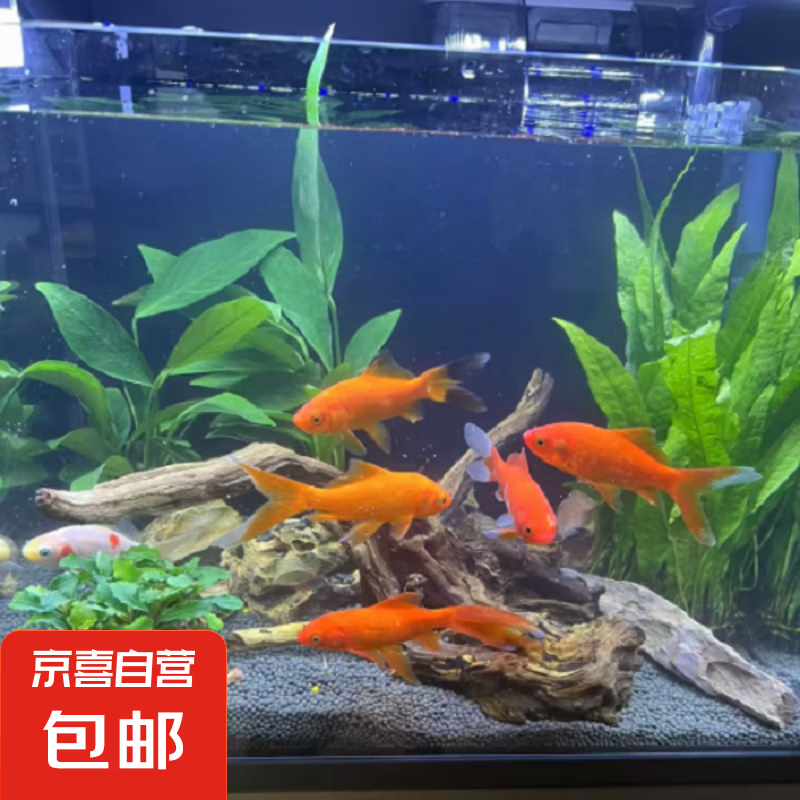 ������ݽ���������������С�����С��������ͻ������������ ��ɫ�ݽ���10�� 4-6��������ʳ������ǿ����