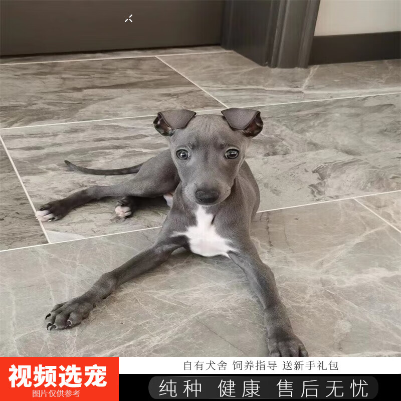 伊宠纯种灵缇犬幼犬格力犬猎犬宠物狗狗活体小狗活物幼崽 赛级 公