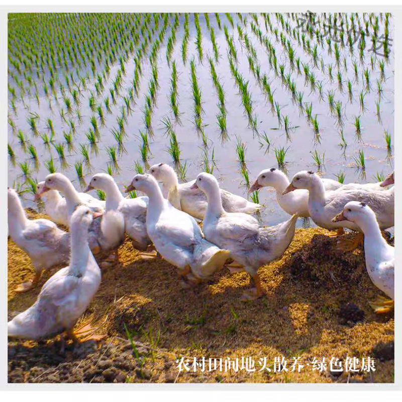 食懷臘鴨腿風干江西土特產贛南農家自制臘香咸日曬咸鴨腿鹽腌特色臘味 成年大鴨腿10只