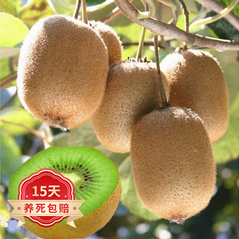 欧悟【3颗送授粉树】猕猴桃树苗 嫁接猕猴桃苗 庭院阳台南北方果树苗 绿心 2年嫁接苗