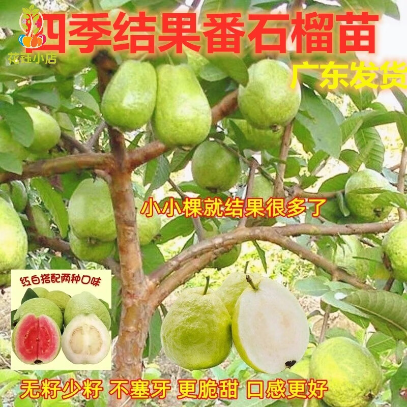 廣東正宗四季胭脂紅軟糯番石榴樹苗嫁接紅肉紅寶石脆甜芭樂果樹苗 嫁接珍珠白心番石榴（香甜脆口） 30cm(含)-40cm(不含)