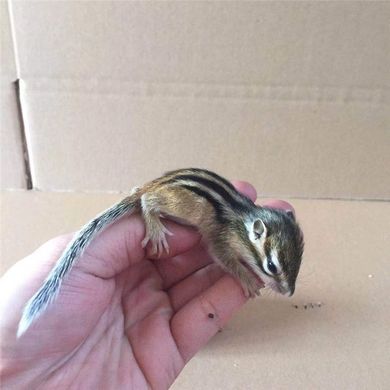 灵狐之家 人工养殖松鼠金花松鼠亚成体活体幼崽金花幼崽宠物粮食笼子