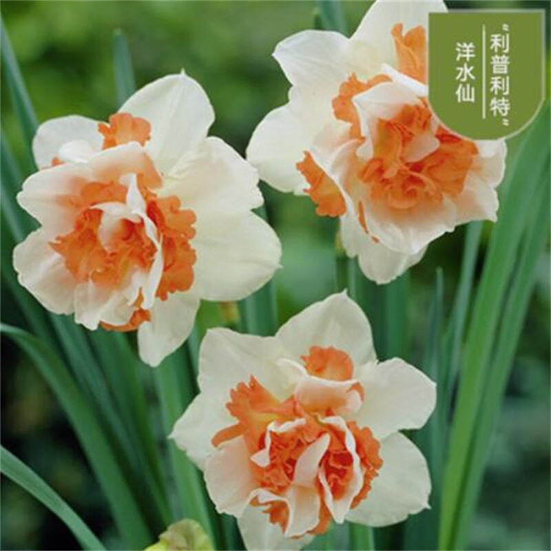 进口年宵花卉水培桌面盆栽植物 漳州洋水仙种子绿植花卉 重瓣利普利特
