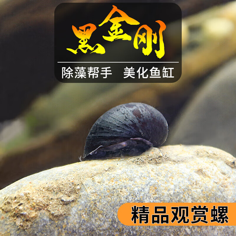 螺泰国进口斑马螺水族鱼缸清洁水草除藻螺观赏工具螺 黑金刚螺1公1母