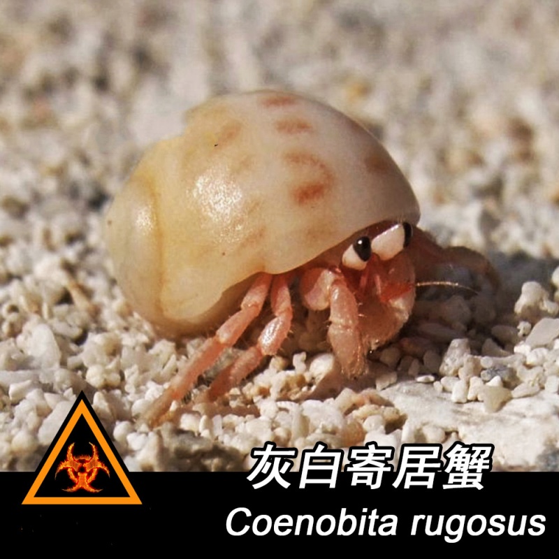 宠物寄居蟹草莓灰白短腕活体陆生淡水新手宠物蟹 灰白寄居蟹1-2cm左右