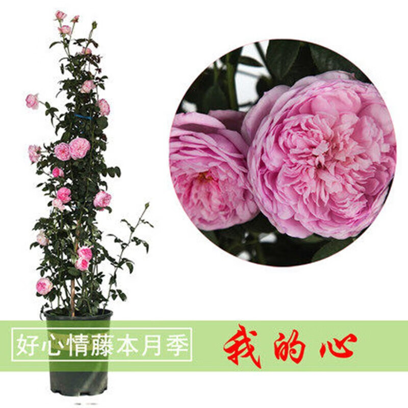静嘉欧月藤本月季花苗浓香型爬藤植物庭院阳台四季种植花卉地栽多季