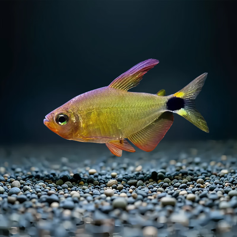 蝴蝶凯蒂灯鱼南美进口热带观赏鱼高端稀有品种蝴蝶黄红凯蒂鱼活体