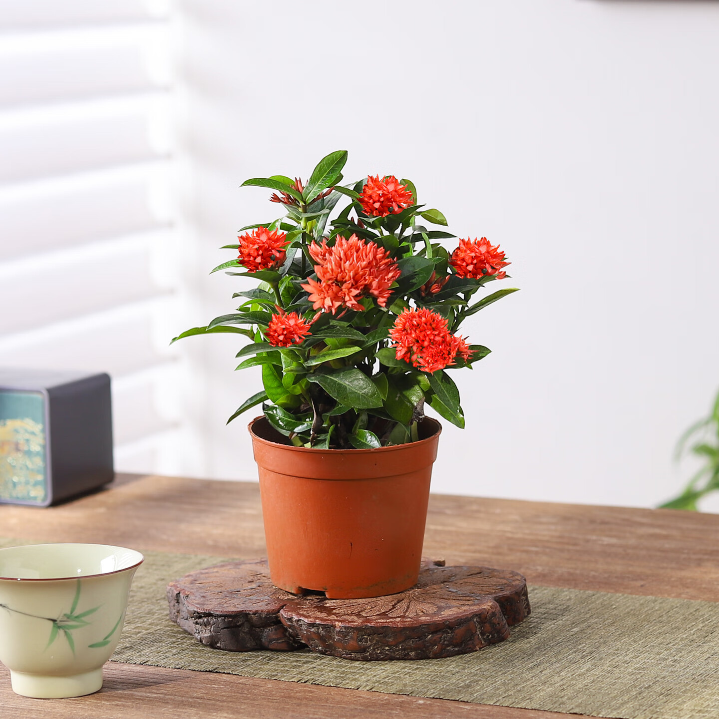 喜鵲說龍船花繡球花綠植花苗四季開花盆栽庭院陽臺(tái)多年生木本植物花卉 龍船花+基地原盆+小紅盆（整體高約10-15CM） 帶盆栽好