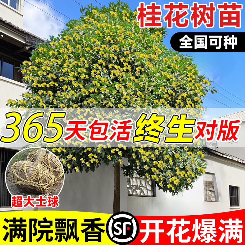 ���ڲ��������Ź�����������ֲͥԺ���Դ������⻨���ļ�������׮������ֲ�� �ļ��𻨸�50cm���ҡ����֧-��ԭ�衿