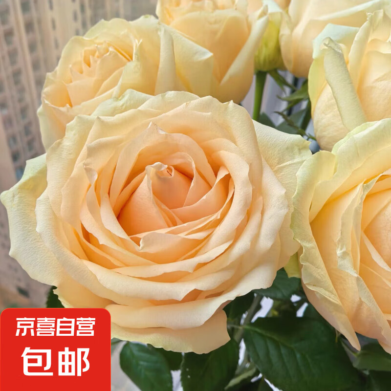 ����ѩɽ����õ���ʻ����л����ϻ���ֱ�����˰��ʸ�Ʒ��õ��ũ�� ����õ��8֧��2֧