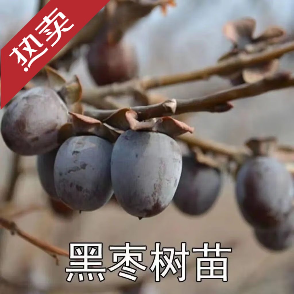 枣树苗 又叫君迁子黑枣牛奶柿子苗无核黑枣苗南北方种植当年结果 0