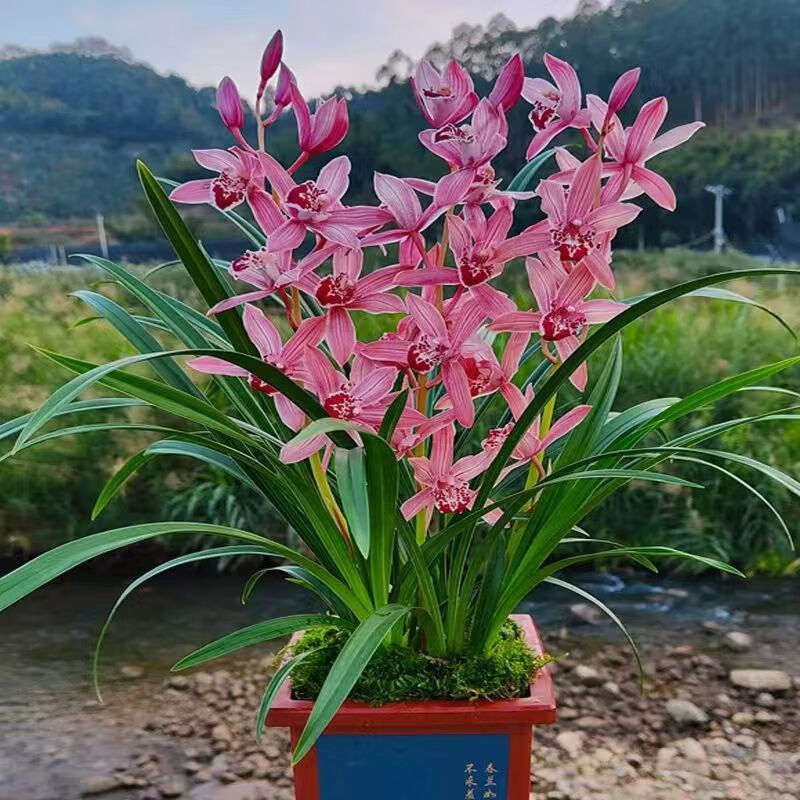 劉閣蘭花夏带浓香花苞 建兰四季兰状元红 名贵兰花苗好养易活浓香型