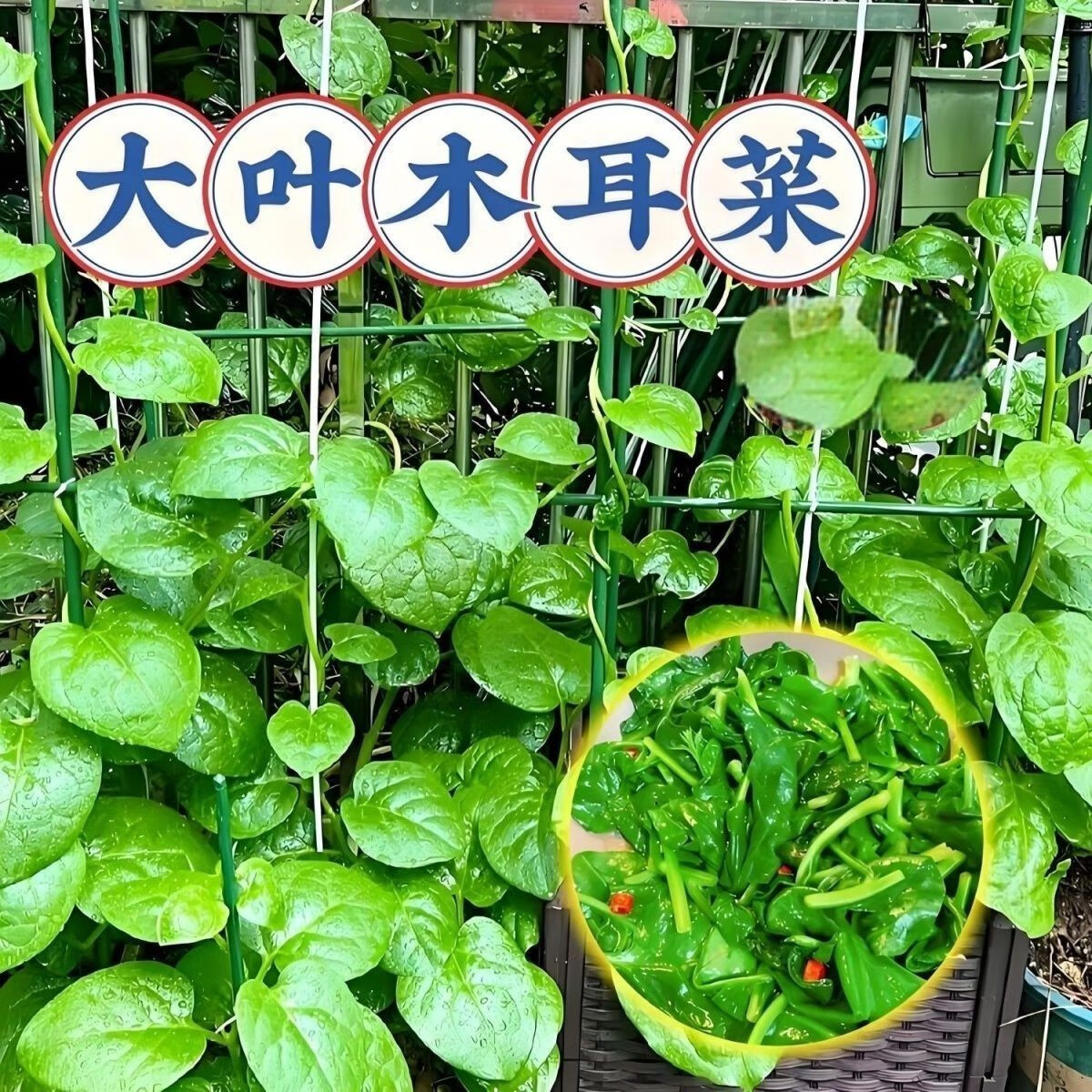 木耳菜新鲜现摘软浆叶豆腐菜云南特产农家自种时令蔬菜软江叶 1斤