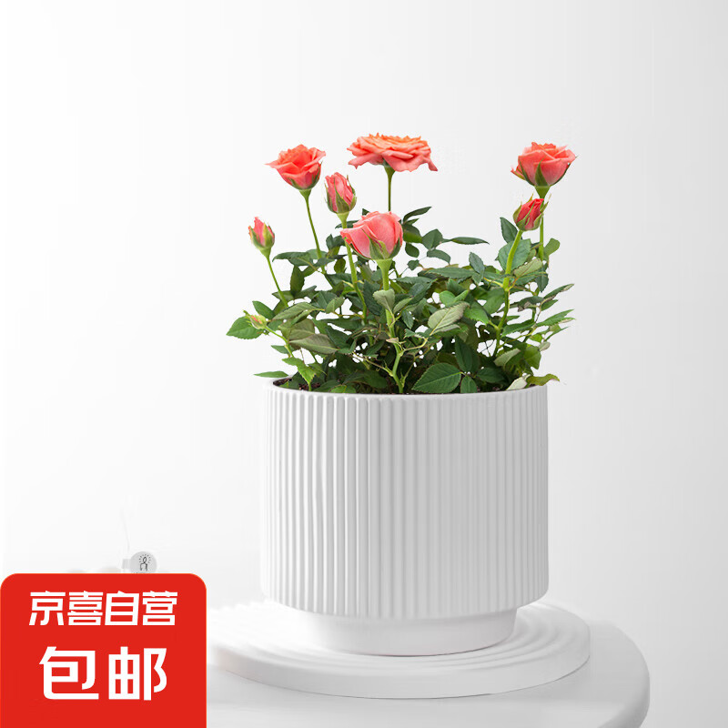 �¿������մɻ����ǹⱱŷ���Լ������������ֲ������������ ��ɫ �кţ�13*13*12.3��