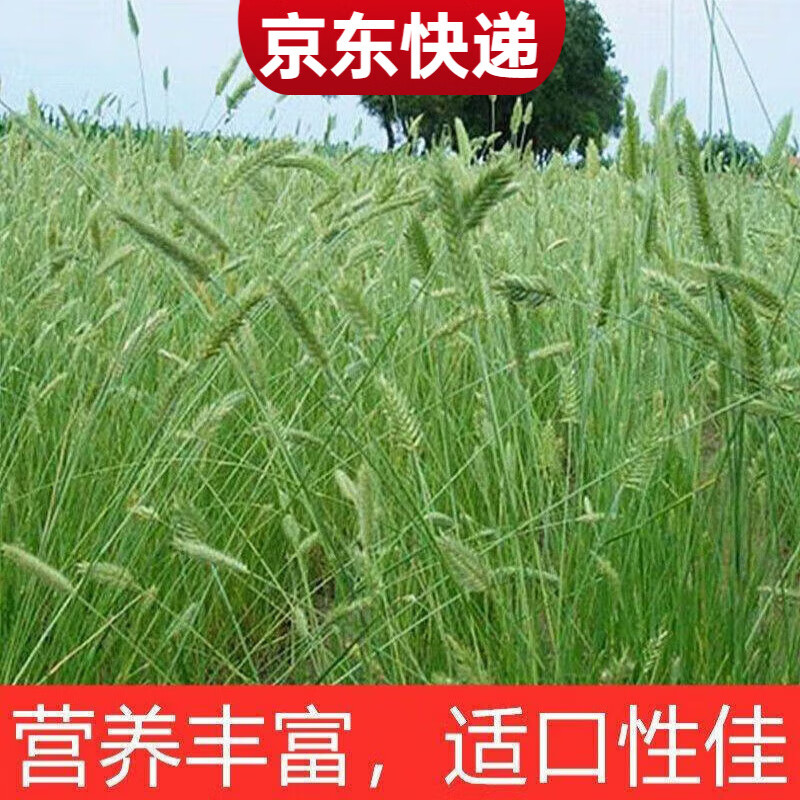 冰草種子別名野麥子 扁穗冰草 羽狀小麥草暖季型草坪種子牧草種籽 冰草種子500粒