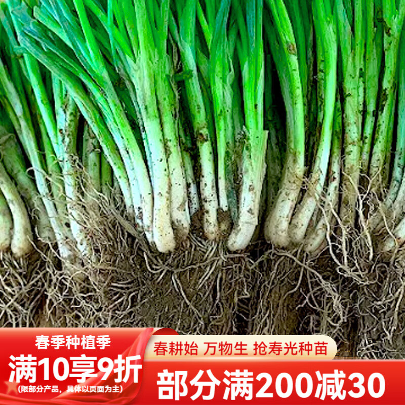 壽禾四季紅根小香蔥種子紅頭小蔥蔬菜蔥種子秋冬老品種紅蔥頭 四季小香蔥苗帶根 40棵