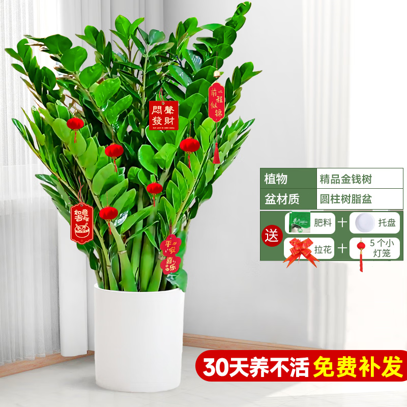 雅致金钱树大盆栽室内大型绿植乔迁搬家开业礼物0.9-1m圆柱盆源头直发