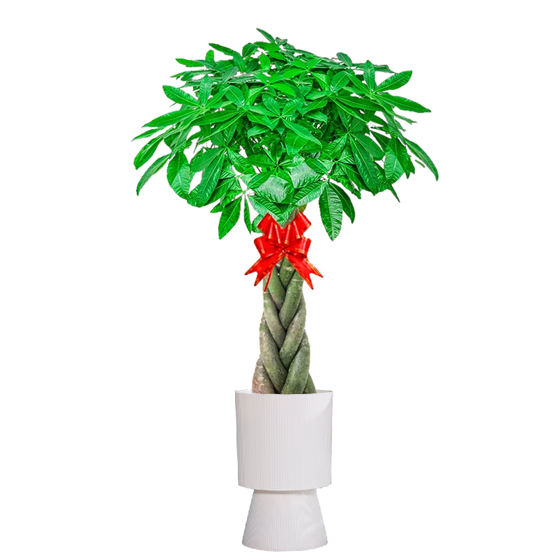 ���ڲ�����ֲ��ֲŮ��������Ǯ���������Ǯ���Ҹ������ƴ���ֲ���ڰ칫�ҿ�����ֲ ���帣�������� 90-120cm�߽��� ��ɫԲ����˫����֬��