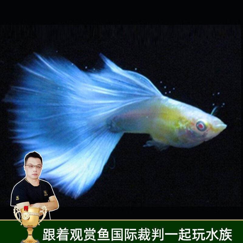 云峰海瑞觀賞魚純種孔雀魚活體小型熱帶魚鳳尾魚斗魚寵物魚缸造景寵物活體 天空藍（蘭）孔雀魚（一公一母）