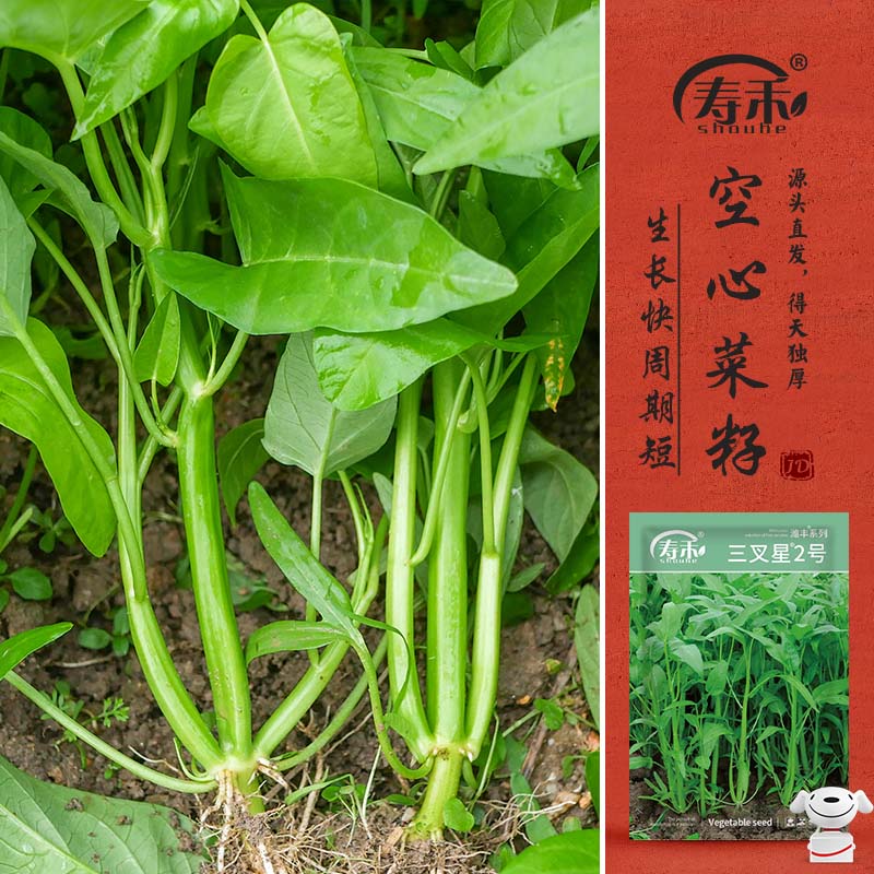 寿禾 空心菜种子种苗三叉大叶春四季蔬菜种籽 潍丰三叉星2号种子40g