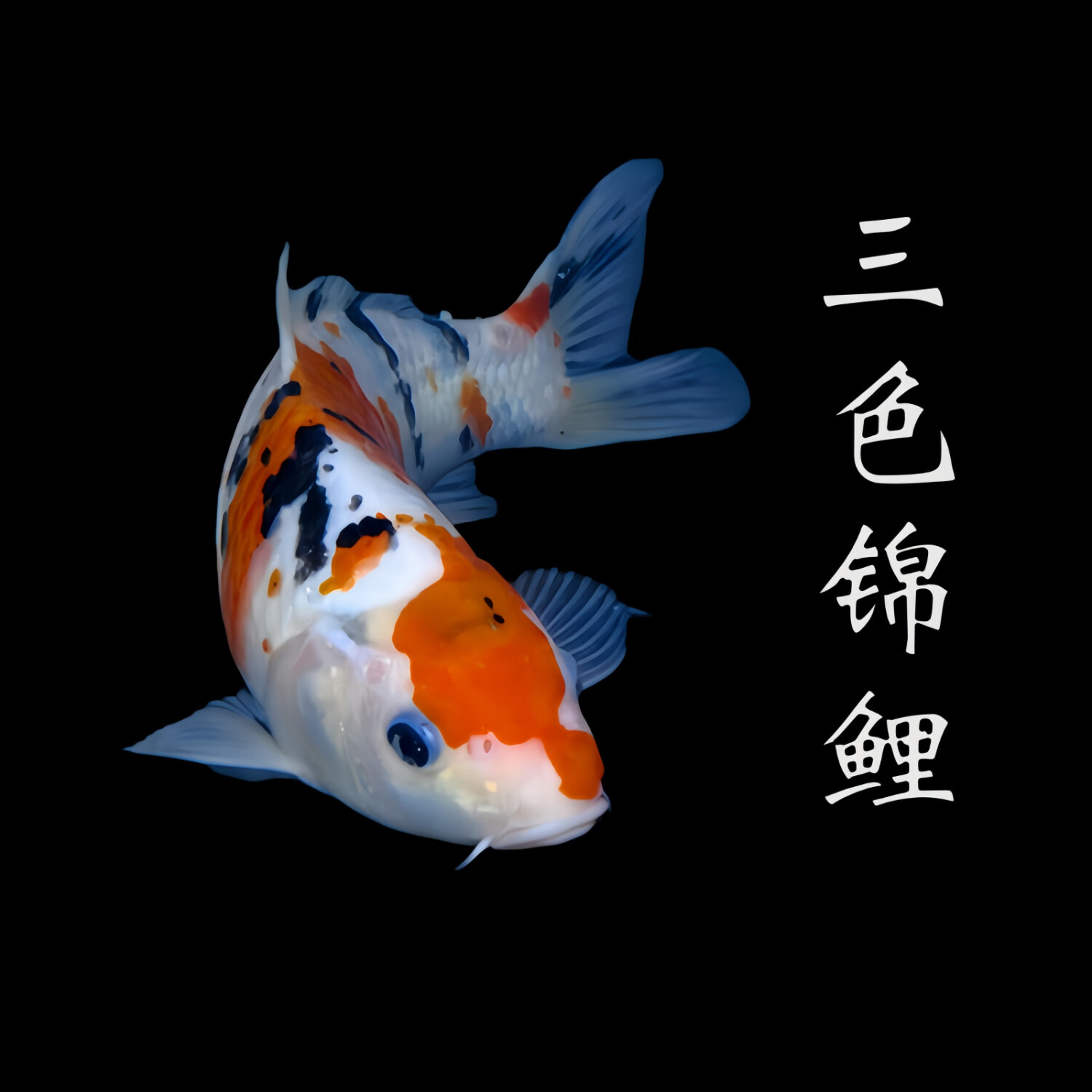 贝冠奇锦鲤活鱼大正三色红白锦鲤秋翠孔雀冷水小鱼蝴蝶鲤德系观赏鱼 三色锦鲤1条（24-29厘米）