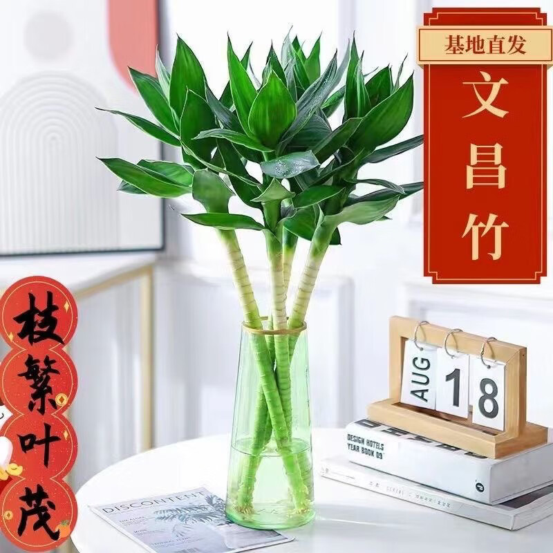 文昌竹4支金榜題名富貴竹帶根觀音水養(yǎng)植物室內(nèi)水培盆栽高考書桌 精品文昌竹4根【50-60cm+營養(yǎng)液】 不含盆