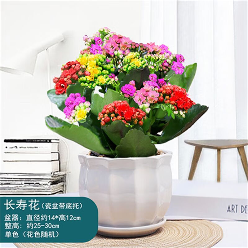中夢  長壽花盆栽重瓣大花四季開花植物辦公室內(nèi)陽臺好養(yǎng)喜養(yǎng)盆栽綠植 大號花瓣白瓷盆長壽花 帶盆栽好