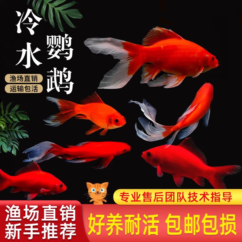 贝冠奇冷水观赏鱼红鹦鹉血鹦鹉葡萄眼黑眼金鱼冷水鹦鹉鱼活体活鱼 冷水鹦鹉4条 12-15cm