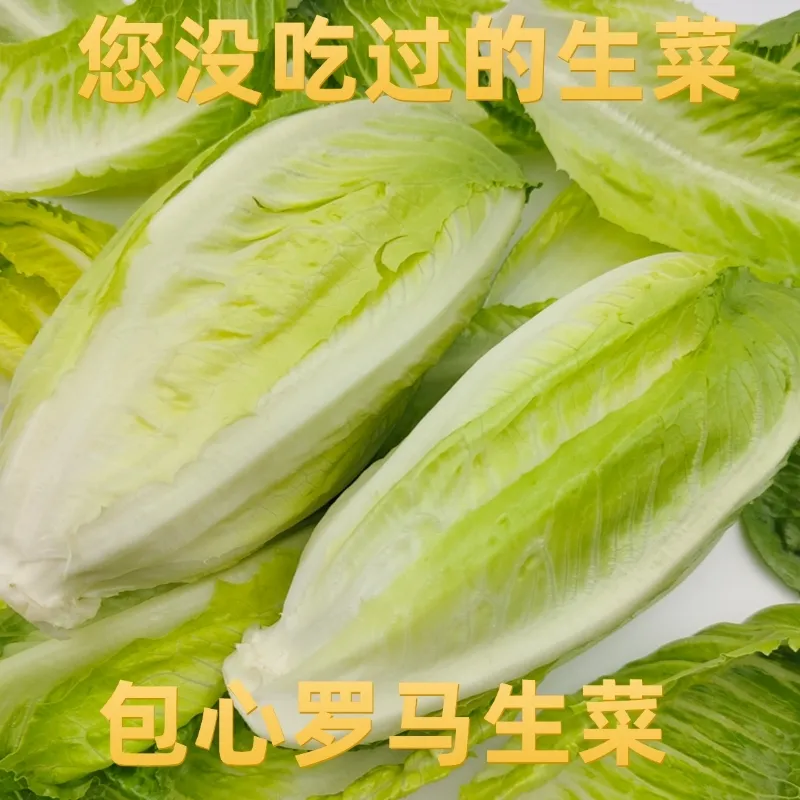 新鲜云南包罗生菜即食生炒奶油包心罗马生菜包心蔬菜沙拉生菜 2斤冰袋