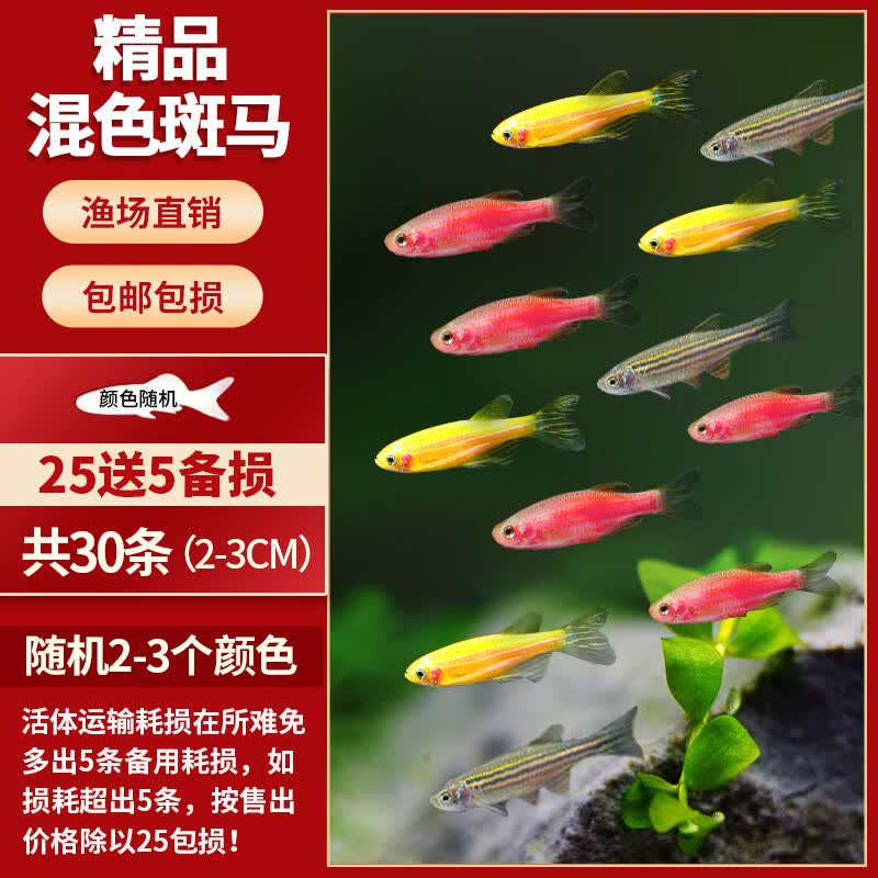 宠小侠小型热带鱼斑马鱼灯科鱼鱼苗活体观赏鱼淡水好养耐活宝莲灯孔雀鱼 今日特惠混色斑马30条 限时优惠