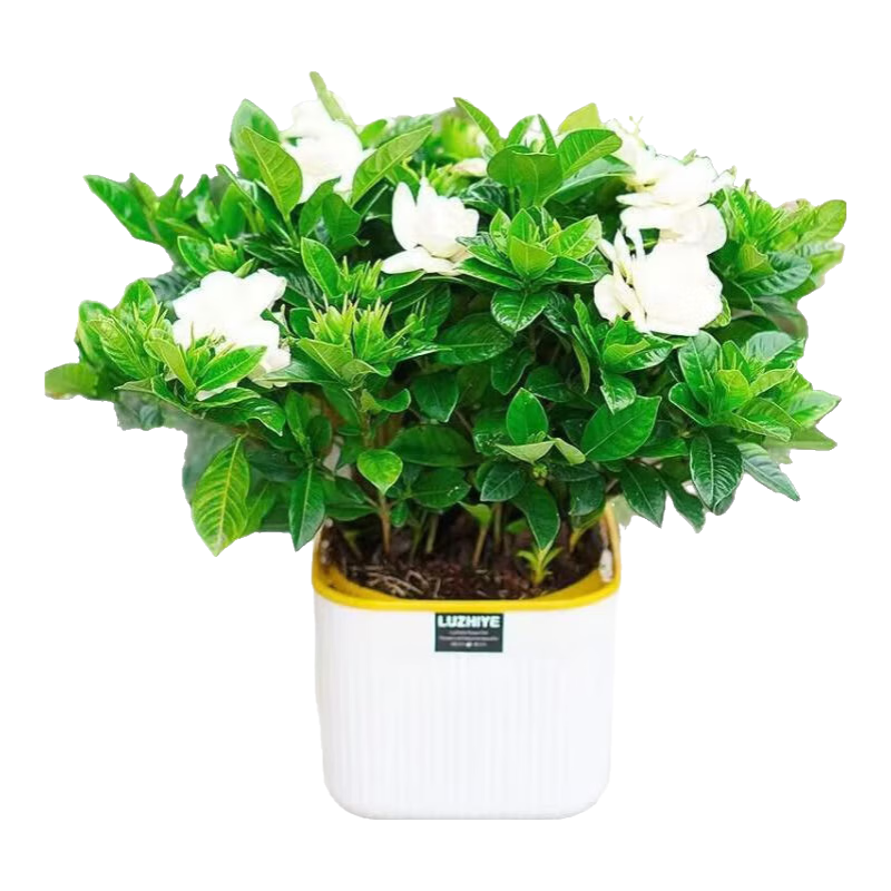 【大盆梔子花帶花苞發(fā)貨】梔子花盆栽室內(nèi)綠植四季開花水培除甲醛 大盆梔子花【高度20-30cm】+方盆+肥料