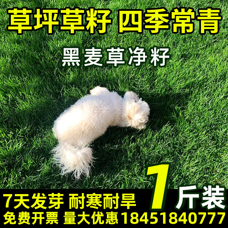 草坪种子护坡草籽草皮种子四季常青庭院免修剪耐寒草坪草绿化工程 黑麦草净籽1斤【耐寒耐冻】