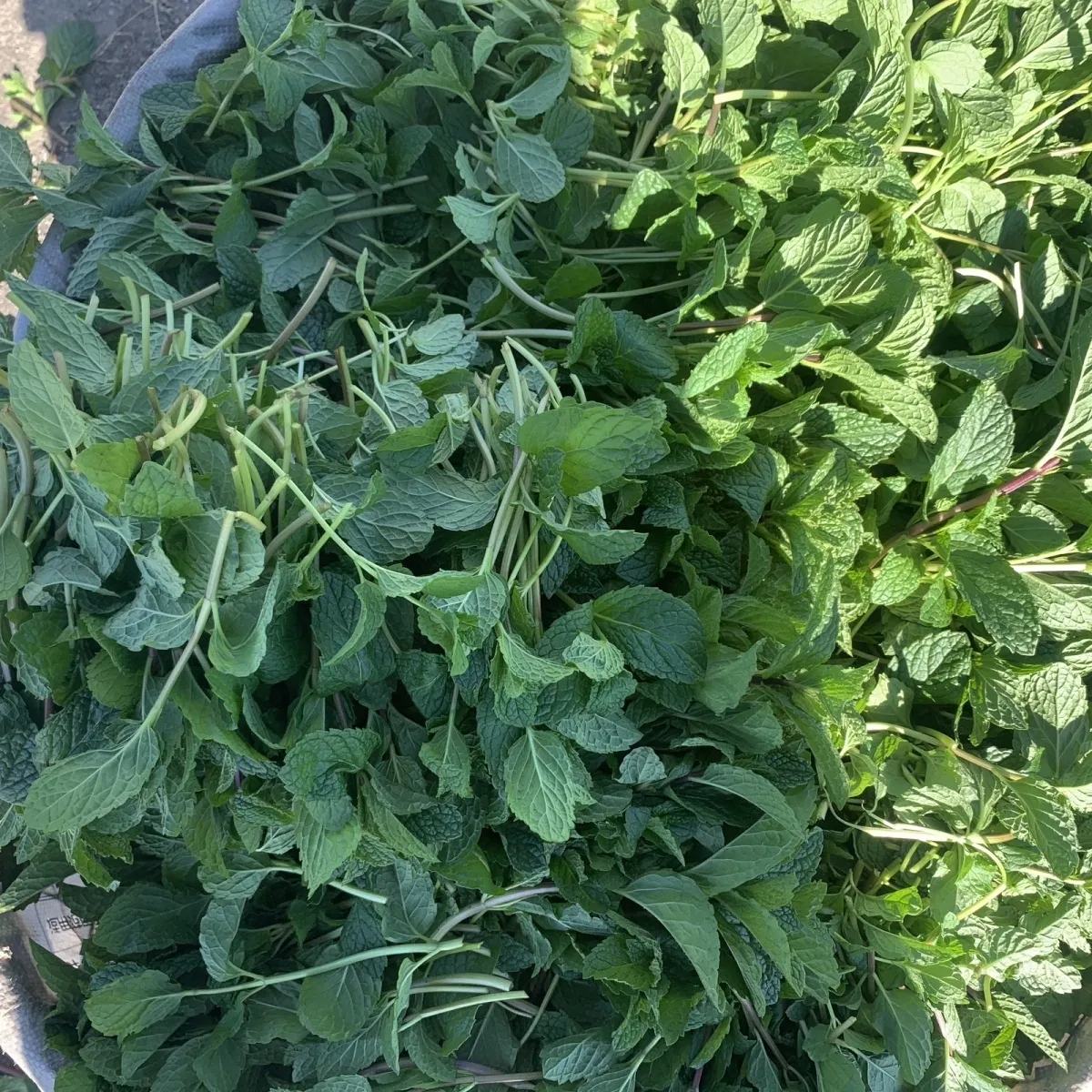 新鲜薄荷叶商用薄荷留兰香调酒奶茶店饮品摆盘 3斤