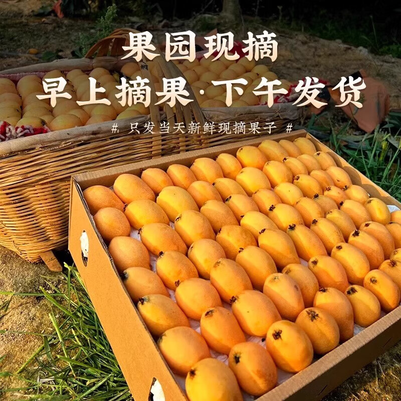 酷果汇四川枇杷新鲜水果【顺丰-多地次日达】当季甜枇杷早钟大五星琵琶 净重1.8斤+彩箱(30g+)【顺丰】 产地源头直发 品质甄选