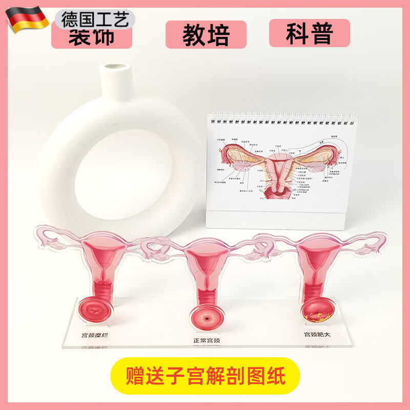 德國工藝醫(yī)美面診室咨詢擺件私密模型子宮頸疾病婦科展示牌房間櫥 藕色