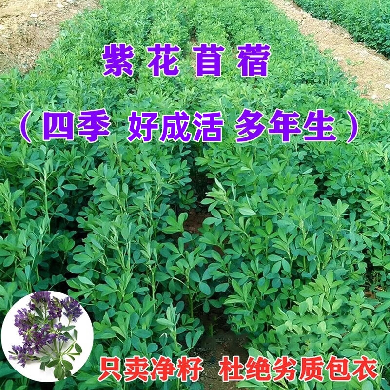 綠中城四季牧草種子黑麥草種籽玉米草甜高粱紫苜蓿豬牛羊兔魚草種籽 紫花苜蓿凈子一斤 一斤