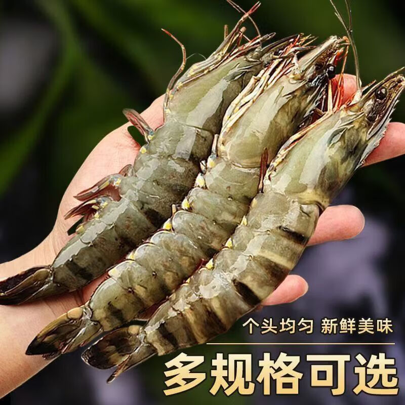 CLCEY进口黑虎虾高品质鲜活冷冻黑虎虾大虾类超大老虎虾顺丰包邮到家 22-24厘米共8只 1000g(净重) 礼盒装