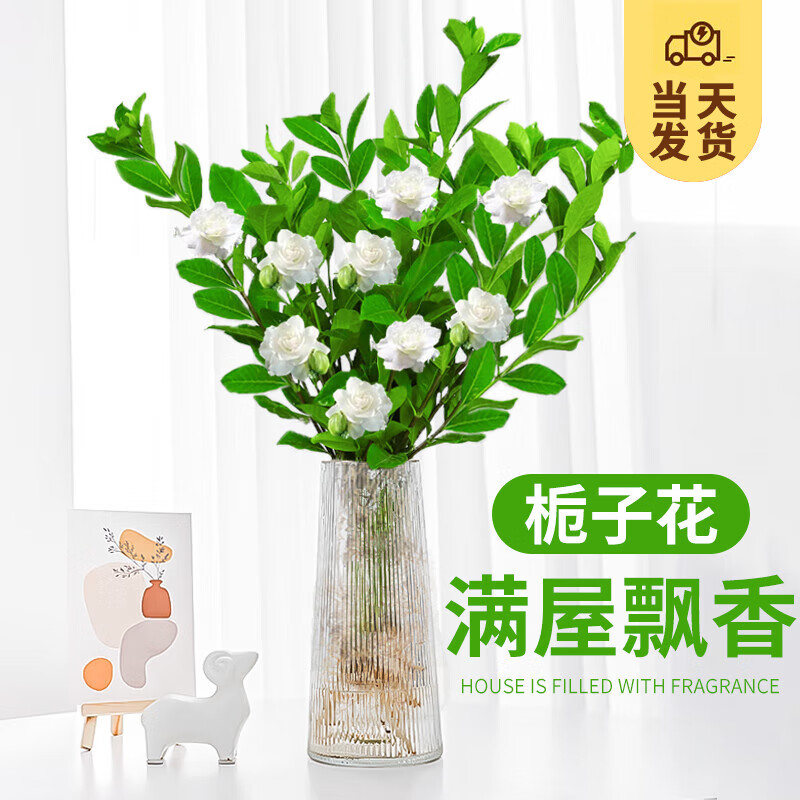 ��ʱ�� ˮ��ֲ������ˮ������ ��ֲ���辰��֦��Ҷ����Ҭ��Դͷֱ������ �����ӻ���1��/20-25cm����������-����ֲ��