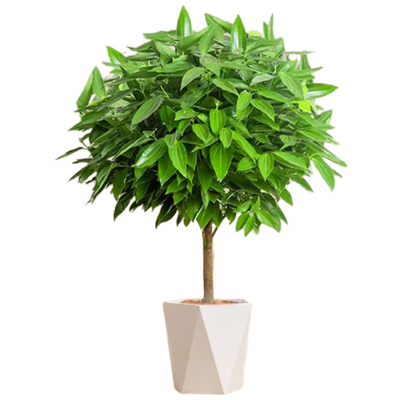 ���ڲ���������ƽ�������Դ�����ֲ�·�ֲ�� ƽ����1-1.2��+������֬�� Դͷֱ�� 70.2Ԫ