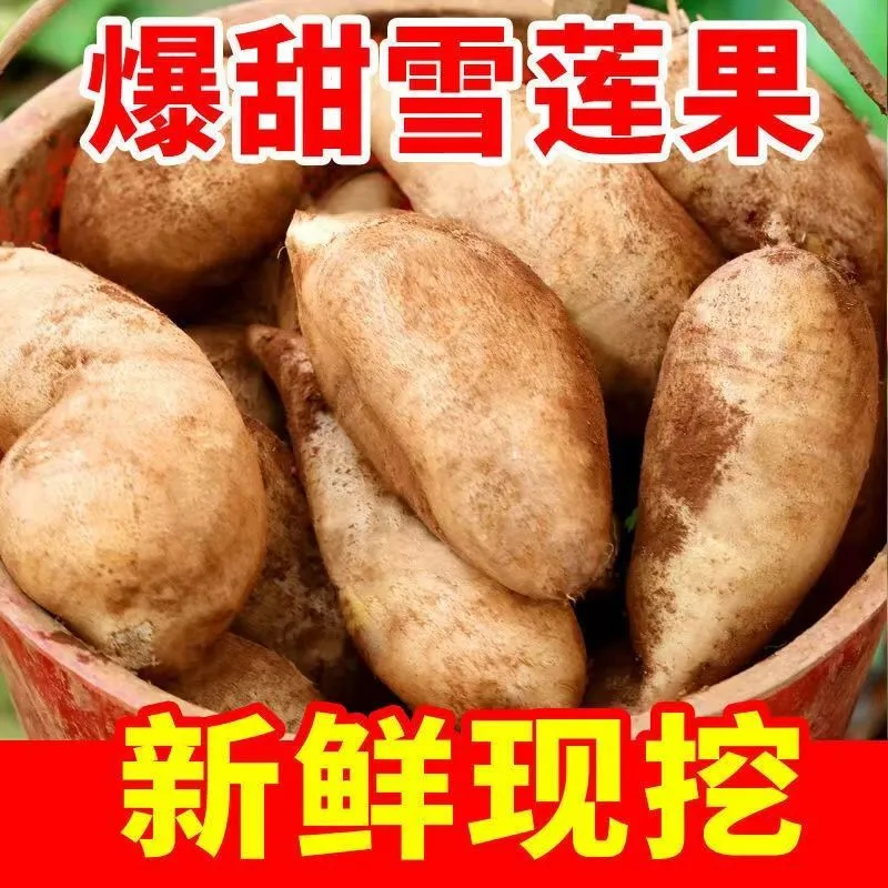 正宗云南天山雪莲果红心应季新鲜水果黄心 整箱9-10斤果王