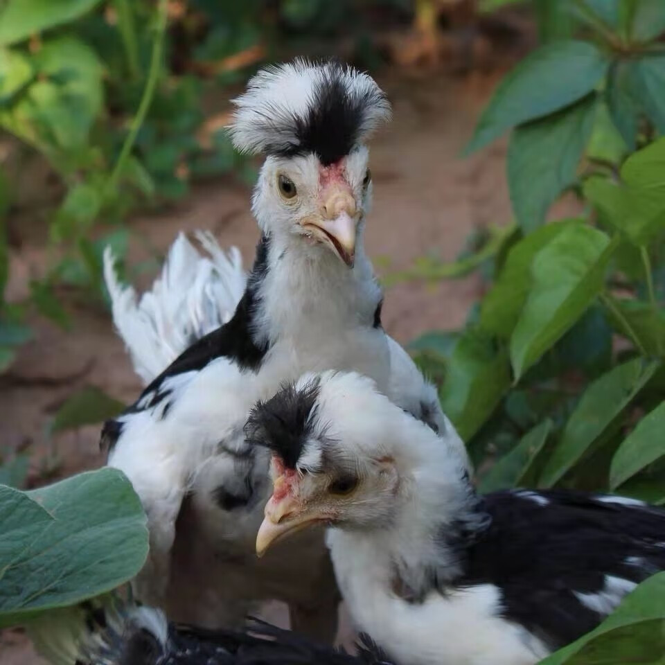 半斤左右贵妃鸡苗10只